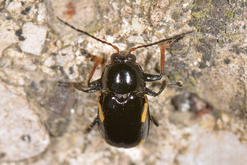 Chrysomelidae: Cryptocephalus stragula? S.